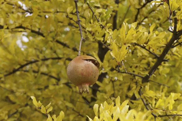 Pomegranate tree — Stock Photo, Image