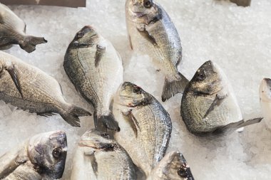 yaldızlı başlı (deniz) çipura (Sparus aurata)