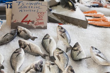 yaldızlı başlı (deniz) çipura (Sparus aurata)