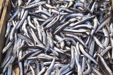 Akdeniz kum (Atherina hepsetus kokuyordu)