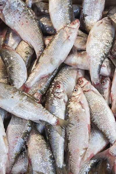 Snapper rosso (Lutjanus campechanus ) — Foto Stock