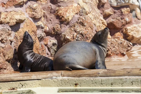 Brown Fur Seals (Arctocephalus pusillus) — Stock Photo, Image