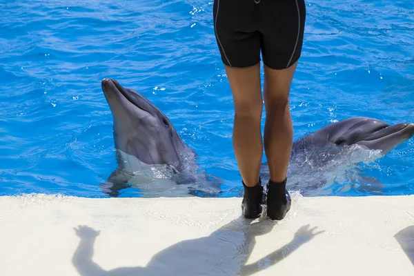 Dolphins — Stock Photo, Image