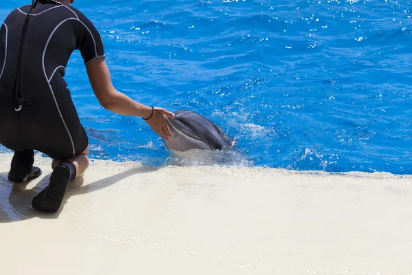 Dolphins — Stock Photo, Image