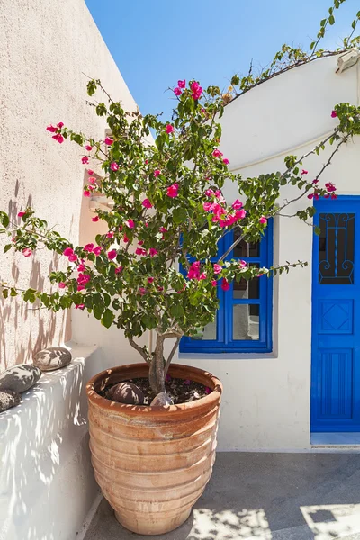 Traditional greek flowerpot with bougainvillea, Santorini island, Greece — стоковое фото