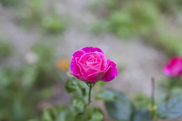 Rose des fleurs — Photo