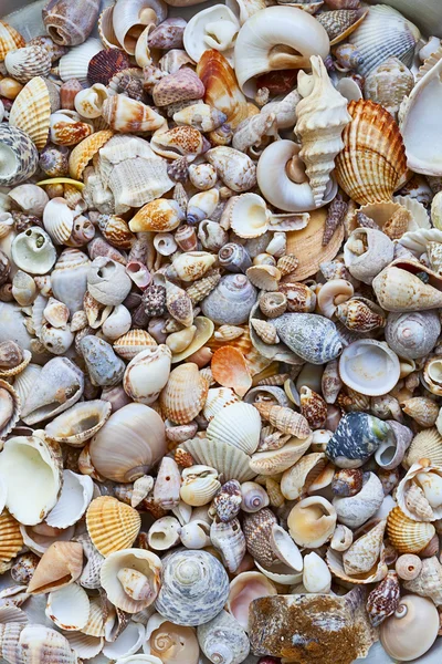 Seashell — Stock Photo, Image