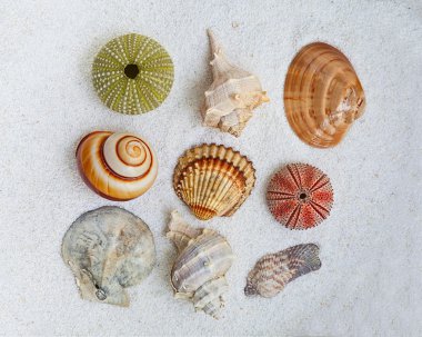 Deniz kabuğu toplama