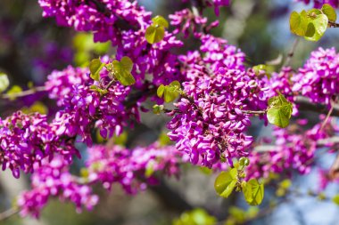 ağaç çiçek kırmızı çiçekler