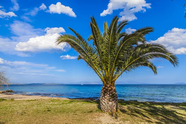 Palmera junto a la playa junto al mar —  Fotos de Stock