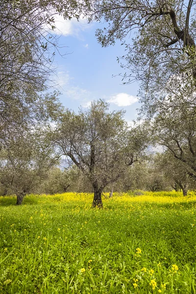 Olive trees in the spring — Stock Photo, Image