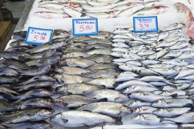 trouts(Salmo trutta), yaldızlı kafalı (deniz) barbun, kahverengi yetersiz (sciaena umbra)