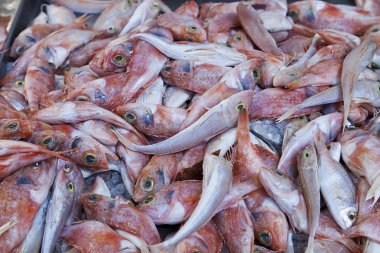 Kırmızı Kefal (Mullus surmuletus)