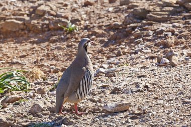 Kınalı keklik (alectoris chukar) cape sounio, Yunanistan