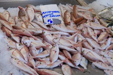 kırlangıç ​​balığı (Lutjanus campechanus)