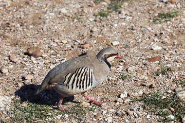 Kınalı keklik (alectoris chukar) cape sounio, Yunanistan