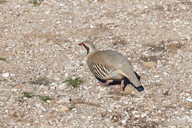 Kınalı keklik (alectoris chukar) cape sounio, Yunanistan