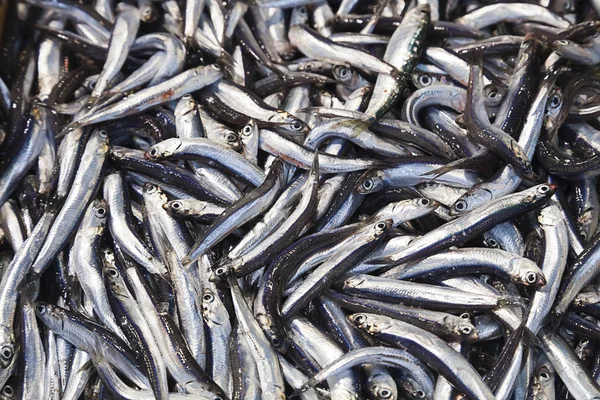 Akdeniz kum (Atherina hepsetus kokuyordu)