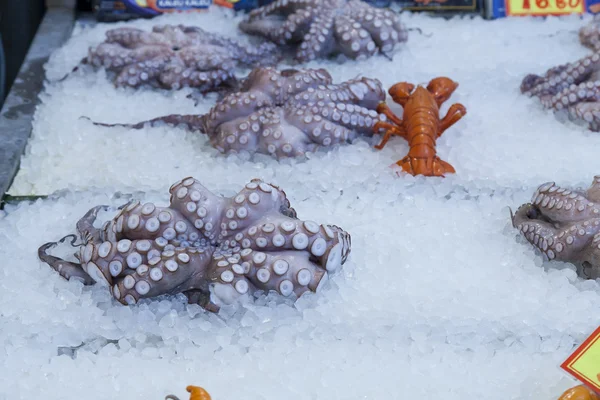 Fresh octopus — Stock Photo, Image