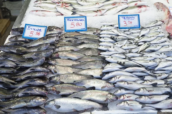 Forellen (salmo trutta), Goldbrassen (sea), Brassen (sciaena umbra)) — Stockfoto