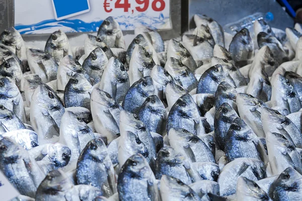 Gilt-head (sea) bream (Sparus aurata) — Stock Photo, Image