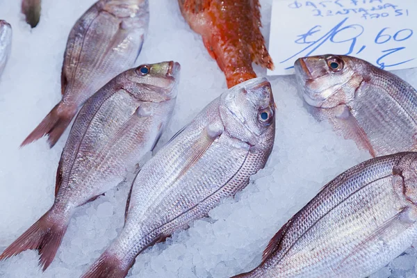 Red porgy (Pagrus pagrus) — Stock Photo, Image