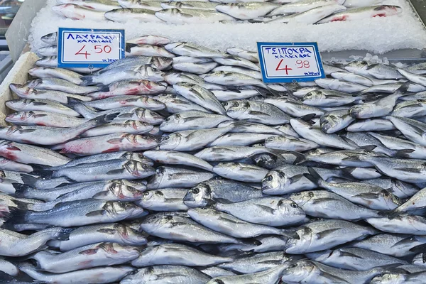 欧洲鲈鱼 (产量) 和镀金头 (sea) 鳊鱼 (金头鲷) — 图库照片