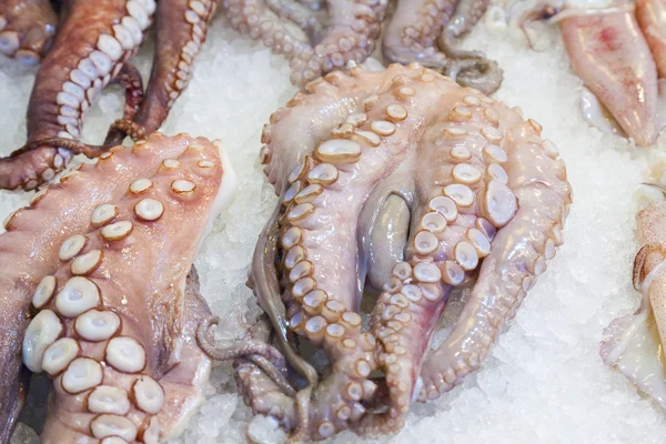 Fresh octopus — Stock Photo, Image