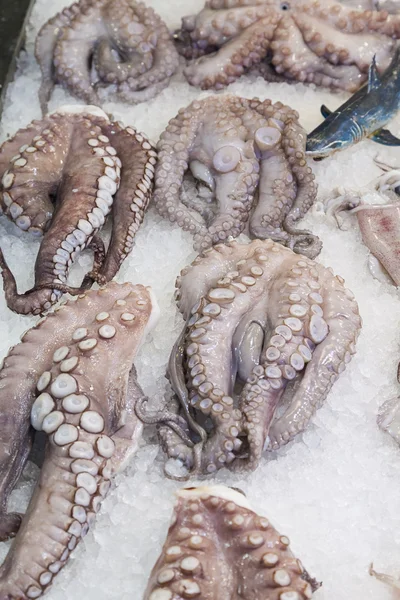 Fresh octopus — Stock Photo, Image