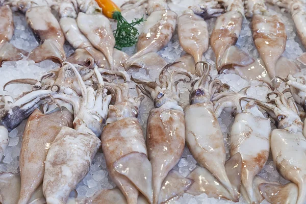 Fresh squids — Stock Photo, Image