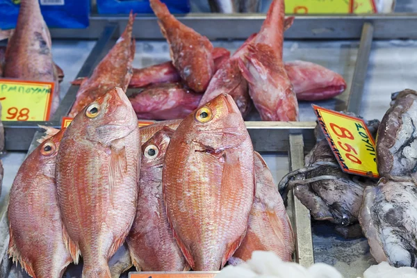 Rotschweinchen (pagrus pagrus)) — Stockfoto