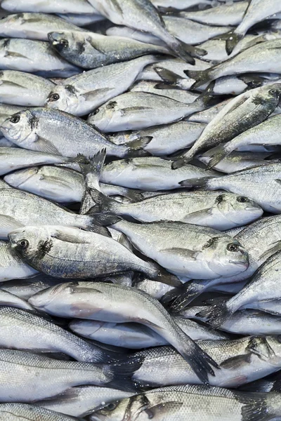 Gilt-head (sea) bream (Sparus aurata) — Stock Photo, Image