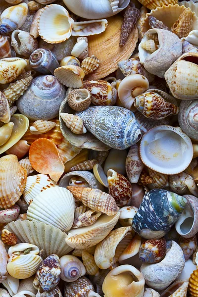 Sea shell — Stockfoto