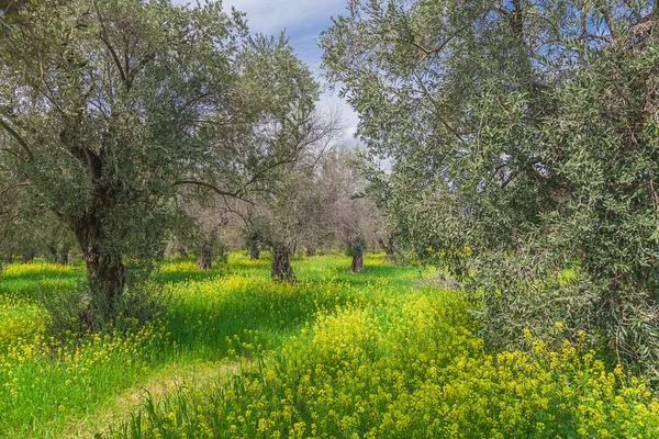 Les oliviers au printemps — Photo