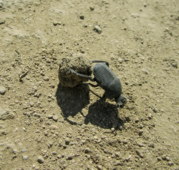 Borkenkäfer im Sand aus nächster Nähe — Stockfoto