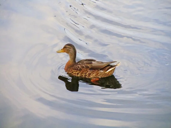 Pato nada no lago, close-up — Fotografia de Stock