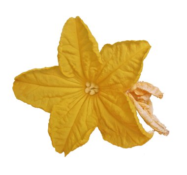 beyaz izole salatalık çiçeği