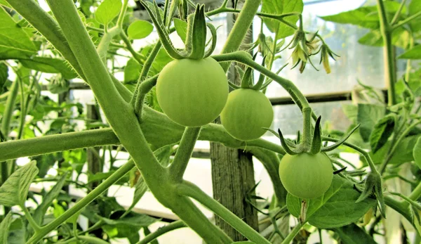 Вирощування помідорів в теплиці, крупним планом — стокове фото