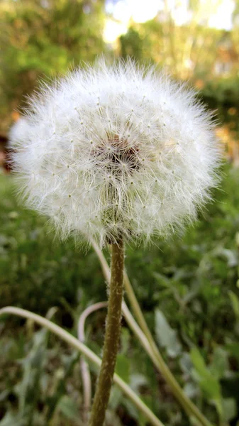 Dandelion on a bright green background close-up — Stock Photo, Image