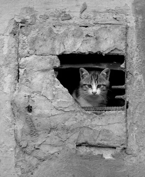 küçük sokak kedi yakın çekim, siyah beyaz resim