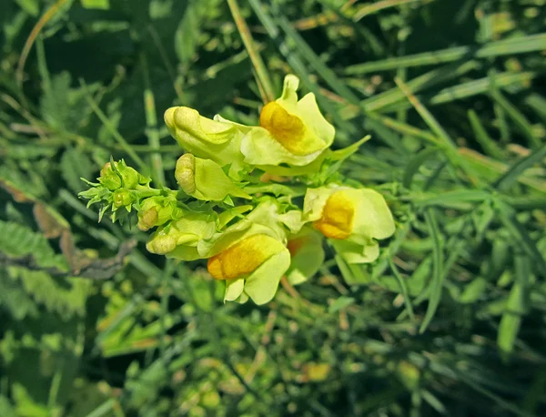 Colorful antirrhinum on bright green background close-up — Stock Photo, Image