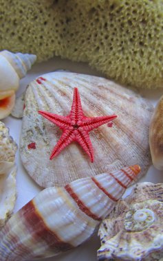 Deniz ve deniz yıldızı yakın çekim