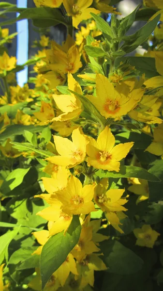 Beauté jaune Loosestrife close-up — Photo