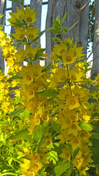 Beauté jaune Loosestrife close-up — Photo