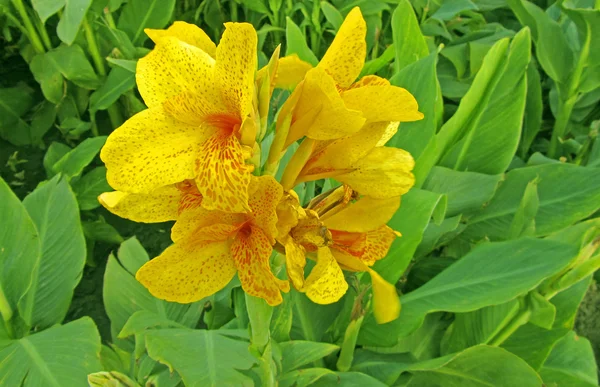 Belles fleurs jaunes, gros plan — Photo
