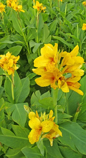 Belles fleurs jaunes, gros plan — Photo