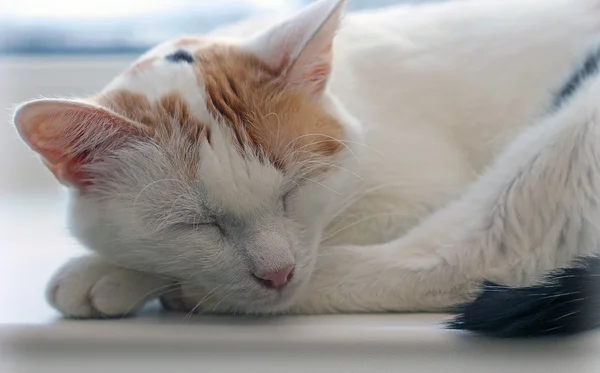 Симпатичный кот спит, крупным планом — стоковое фото