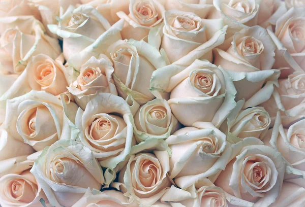 Beautiful roses background, close-up — Stock Photo, Image