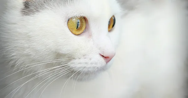 Портрет милой белой кошки, крупным планом — стоковое фото