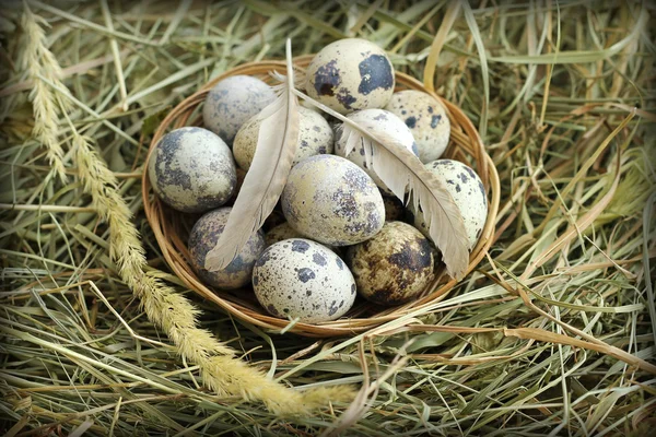 Quail eggs in wicker basket, close-up — Stock Photo, Image